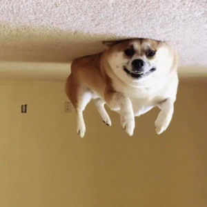 Meet your Posher, Austin